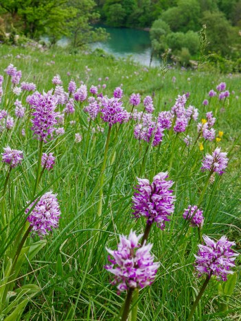 Les orchis singe des terrasses de Pierre Boisson