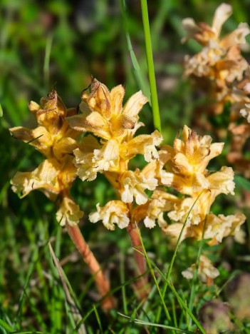 Petite orobanche, Orobanche minor de la famille Orobanchaceae