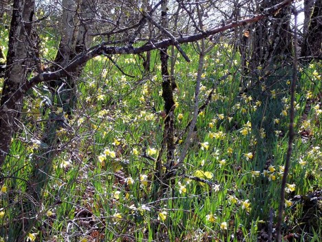 Sous-bois semé de jonquilles