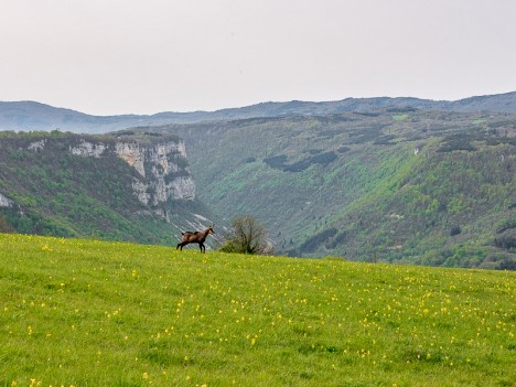 Chamois du Champ Colon