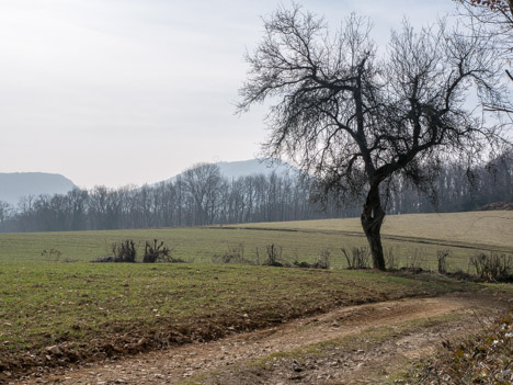 Les champs de Couvillon