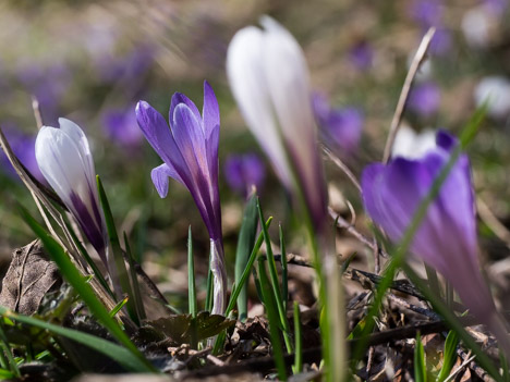 Crocus bleus et blancs