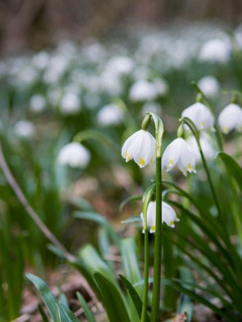 Nivéoles de printemps