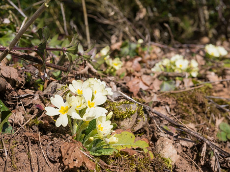 Les messagères du printemps