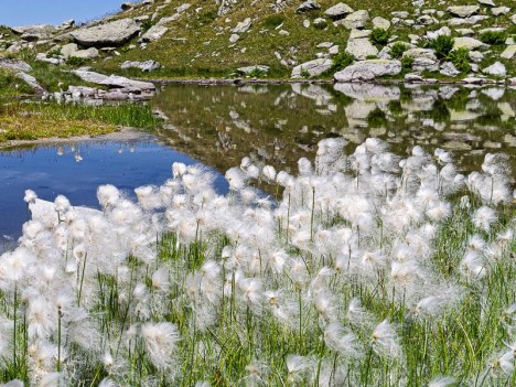 Linaigrette à feuilles étroites