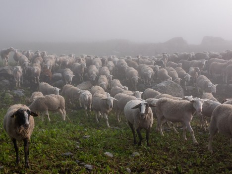 Les Moutons du Chalet des Plans