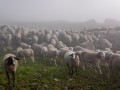 Les Moutons du Chalet des Plans