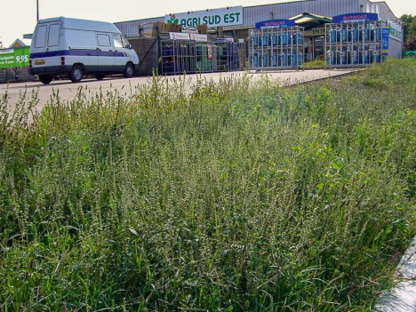 L'ambroisie prolifère sur les talus