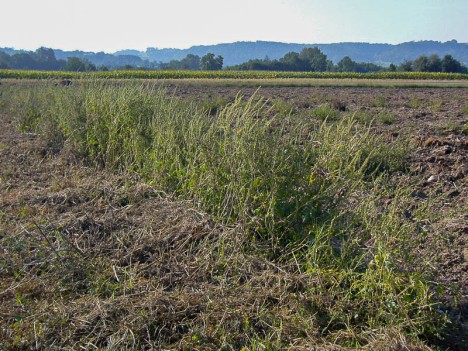 Les machines de récolte agricole jouent aussi un rôle dans la proliférance de l'ambroisie