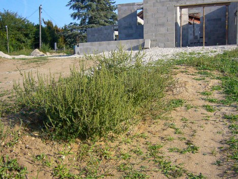 De l'ambroisie sur presque tous les chantiers