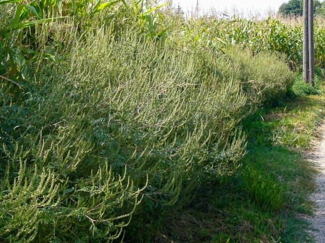 L'ambroisie se trouve souvent en bordure des cultures