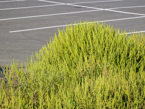 Ambroisie en bordure des parkings des supermarchés