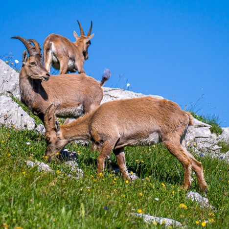 Bouquetins des Alpes, juil. 2012