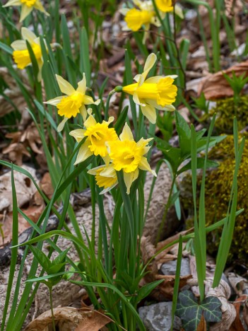 Jonquilles de la Charvaz