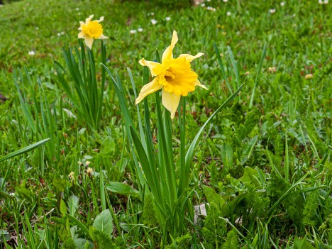 Jonquilles de la Plaine de Chamousset, juin 2010