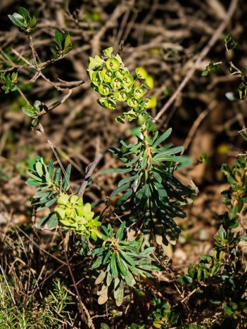 Euphorbe des Garrigues