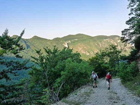 Route forestière de la Forêt de Saou