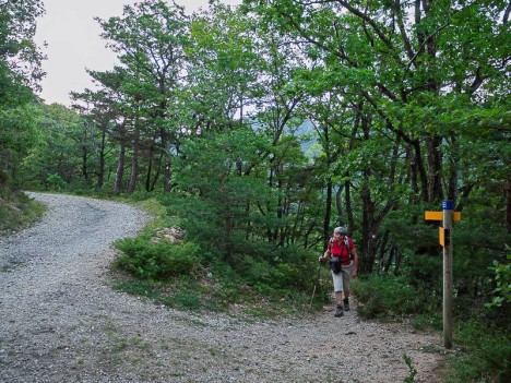 Forêt de Saou, chemin des muletiers