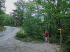 Forêt de Saou, chemin des muletiers