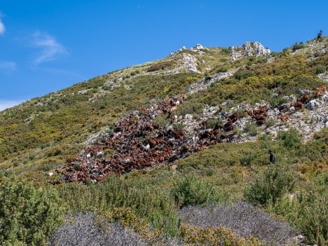 Les Chèvres du Rove