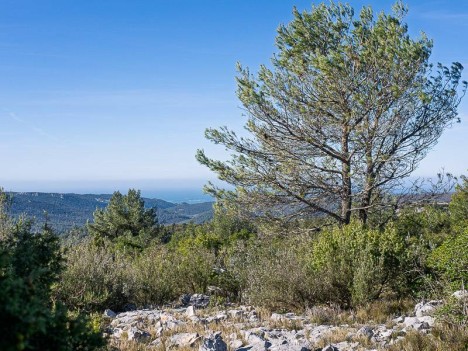 Garrigue du Plateau de Siou Blanc