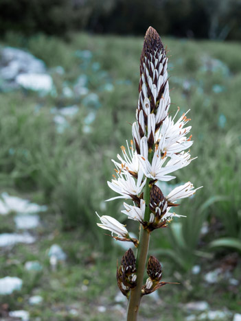 Asphodèle blanc