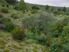 Garrigue de la Grande Tête