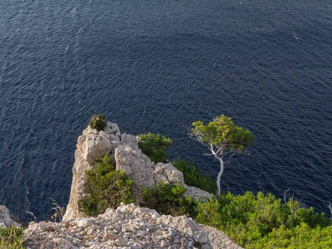 Pin d'Alep, Calanque de Morgiou