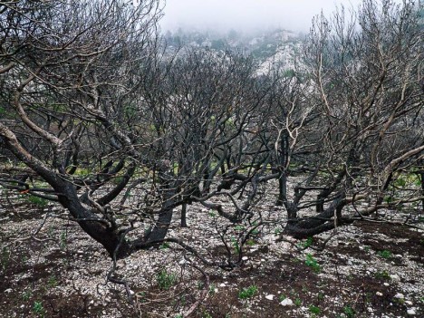Plan des Cailles, pins brûlés en février 2013