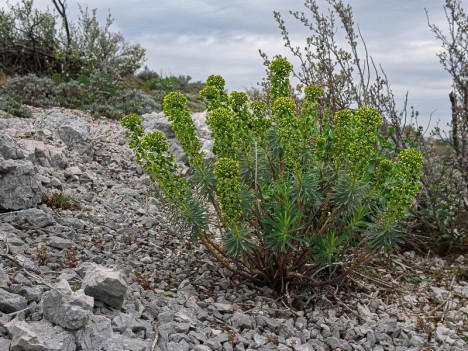 Euphorbe Characias en bouquet
