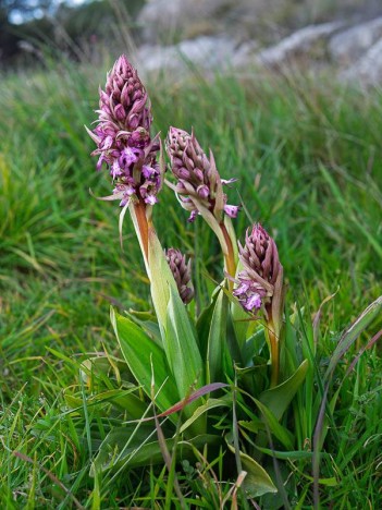 Orchis géant, Himantoglossum robertianum, Cassis