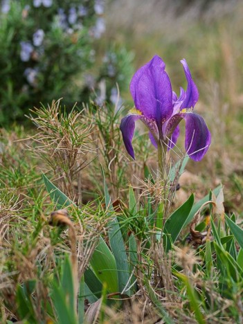 Iris nain bleu
