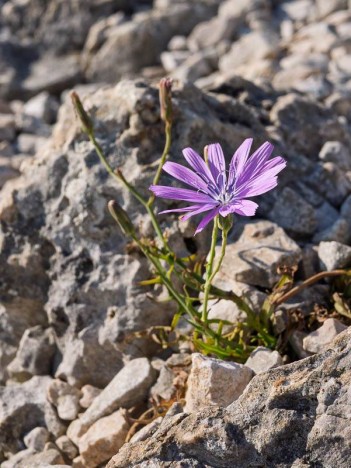 Fleur de Laitue Vivace