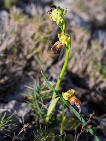 Ophrys des lupercales, considéré autrefois comme Ophrys fusca