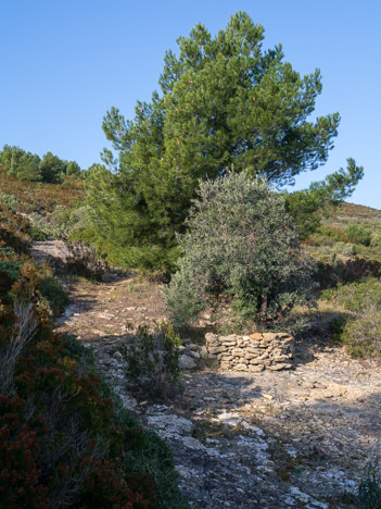 Olivier, repère sur le sentier de la Grande Tête