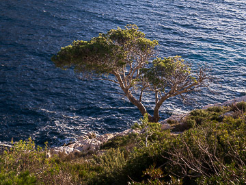 Pin en rive droite de la calanque de Morgiou