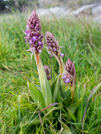 Orchis géant, Himantoglossum robertianum, Cassis