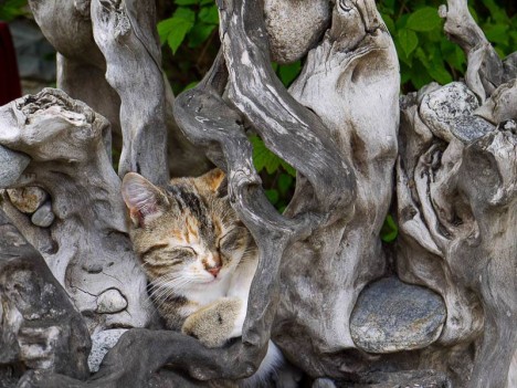 Chat qui dort, Brantes