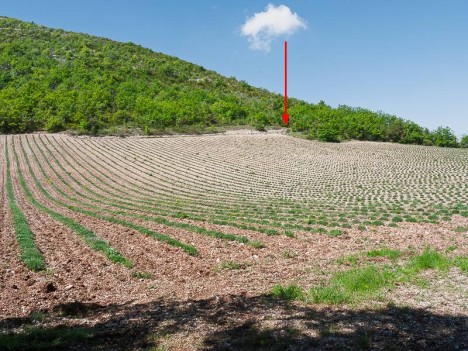 Le point à viser de l'autre côté du champ de lavande