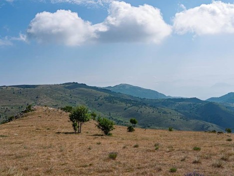 Arbres taillés, Montagne de Mare, Éourres