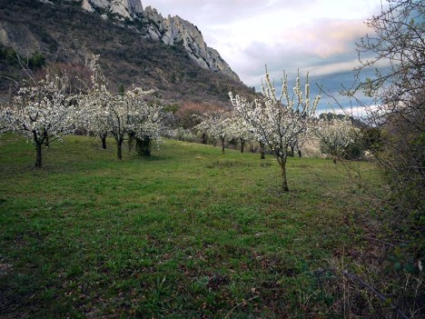 Pruniers en fleurs