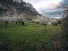 Pruniers en fleurs