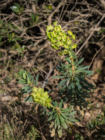 Euphorbe des Garrigues