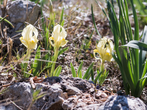 Iris nain (ou des garrigues)