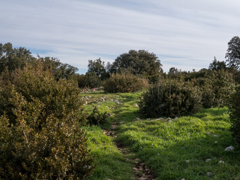 Crane de Colombier, herbe printanière