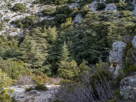 Bouquet de cèdres du Vallon de la Brayette