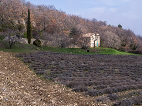 Champ de lavande près d'Auribeau