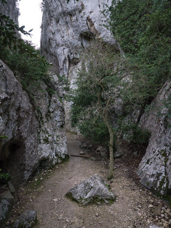 Gorges de Régalon, arbuste