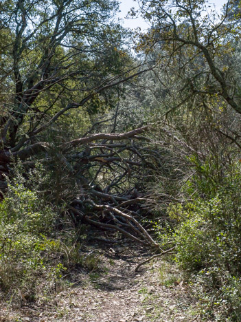 Arbre couché en travers du chemin du Jas de Cartot