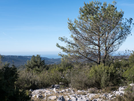 Garrigue du Plateau de Siou Blanc